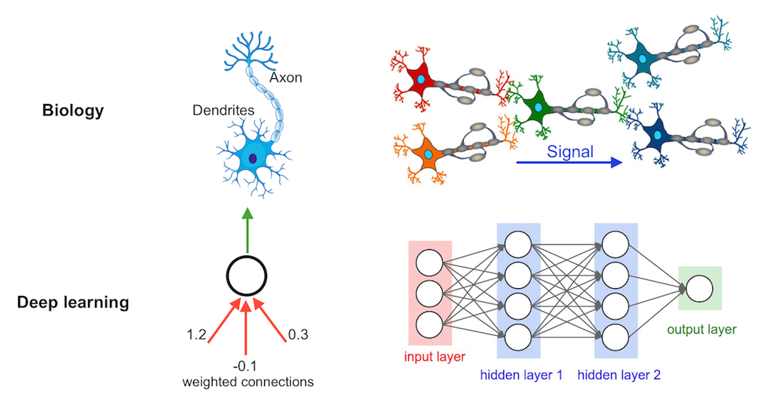 Нейросети и глубокое обучение. Signal Neural Network Deep Learning. Axon Biology. Янглов Феллоуз Deep Learning. Neural Network with Biology.